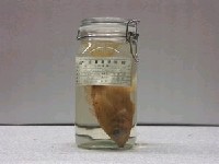 藏品(黃斑狐鯛)的圖片